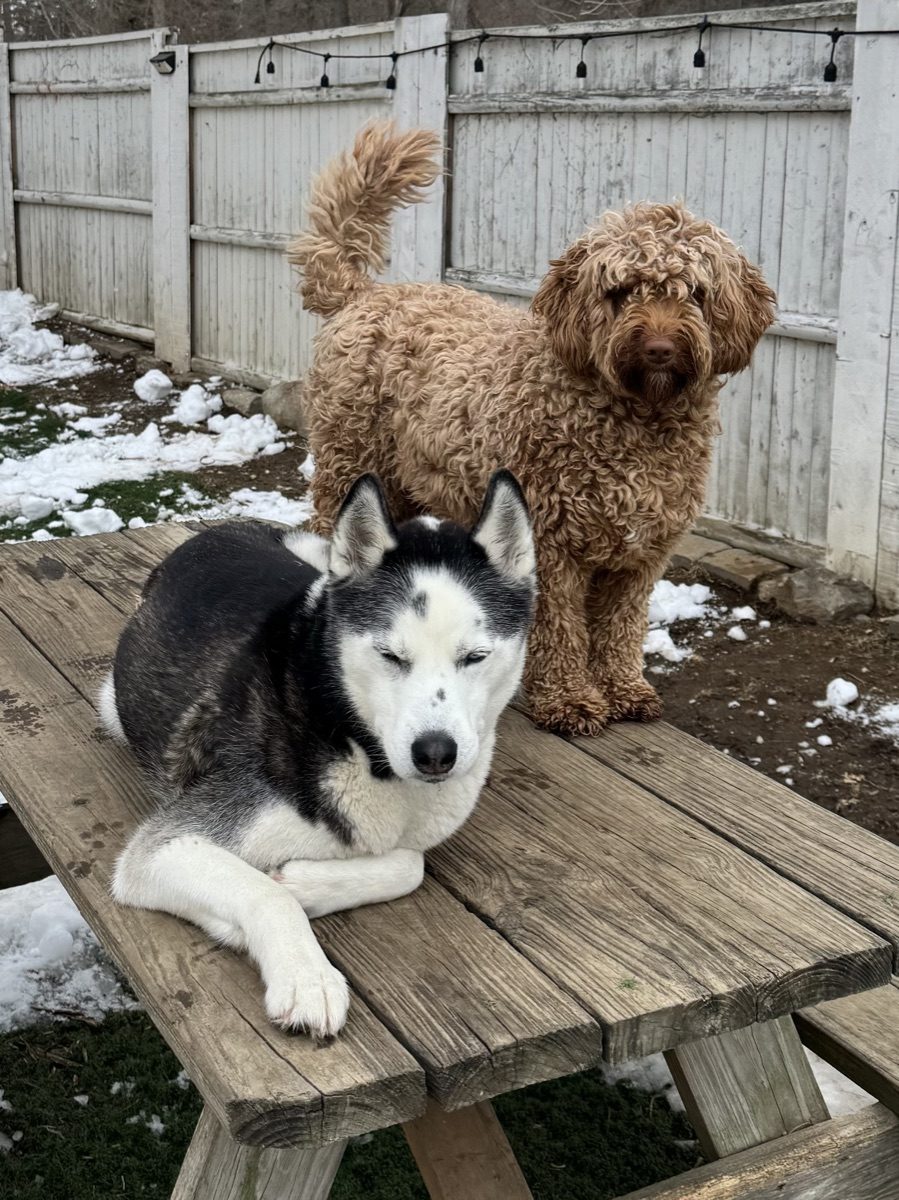 A husky and a doodle relaxing