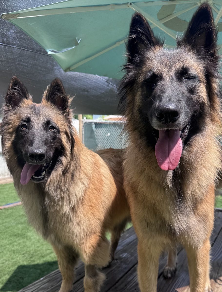 Two happy dogs with tongues out