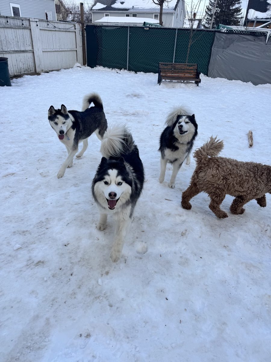 A pack of dogs playing in the snow
