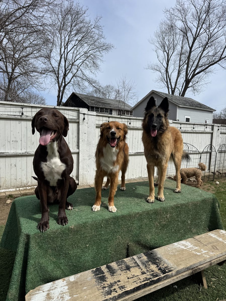 Three happy dogs together in the yard