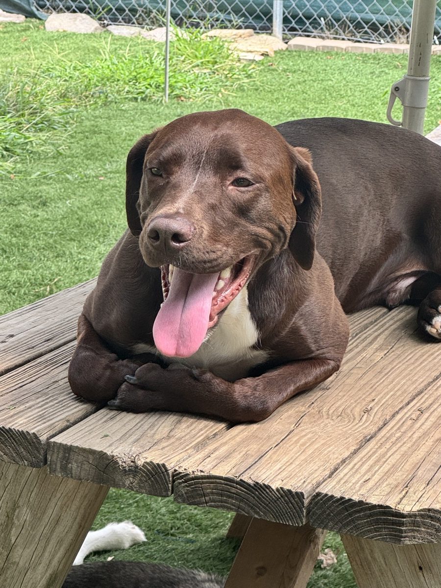 A happy chocolate lab