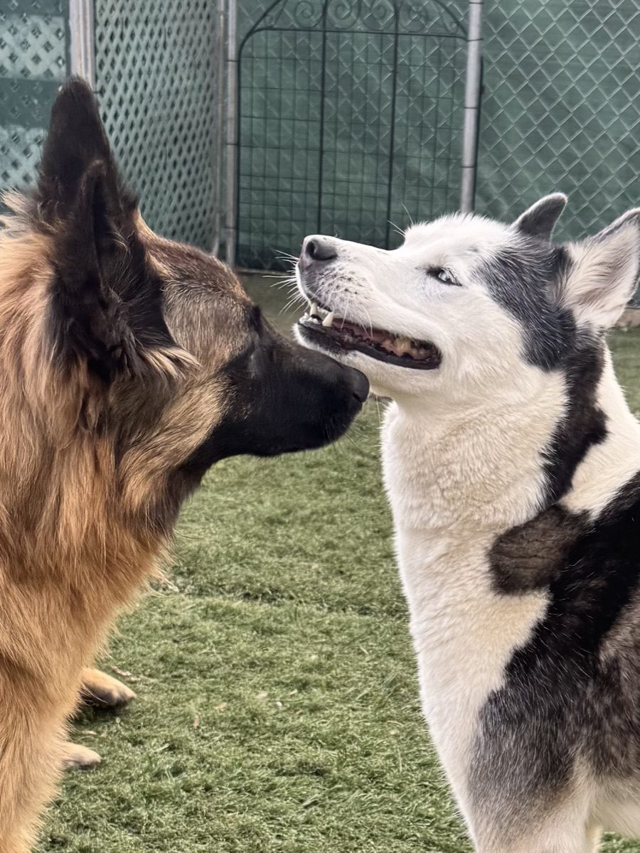 A shepherd and a husky nose to nose