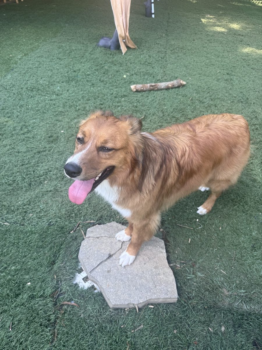 A collie mix in the play yard