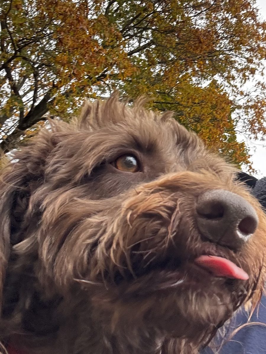 A friendly doodle up close
