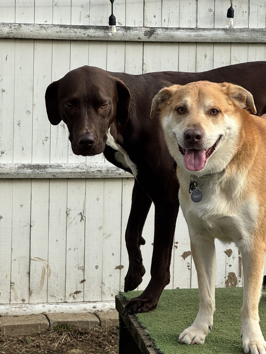 A lab and a husky mix playing