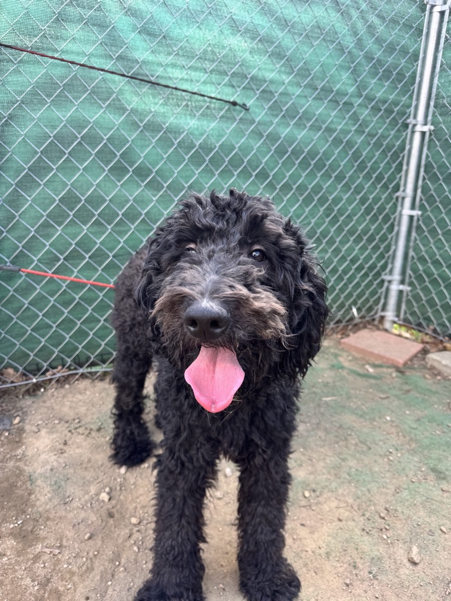 A black doodle with tongue out