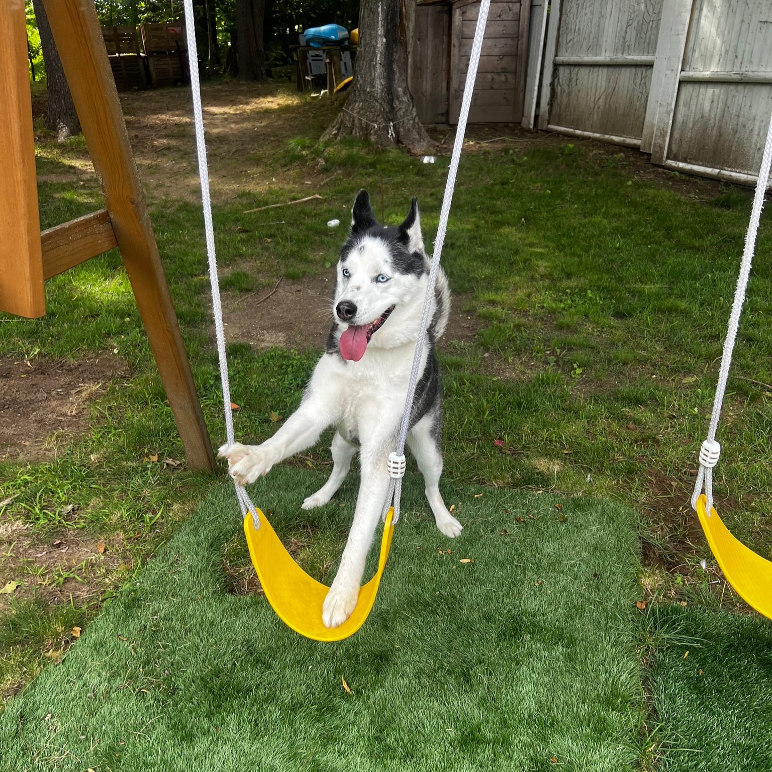 A happy blue-eyed husky playing at Little Wolf Doggy Daycare