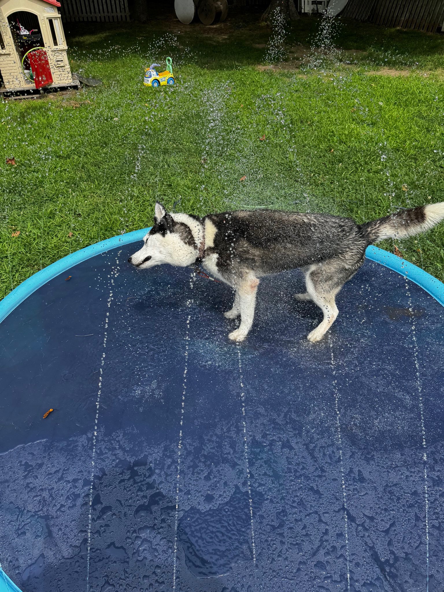 Husky in the splash pad