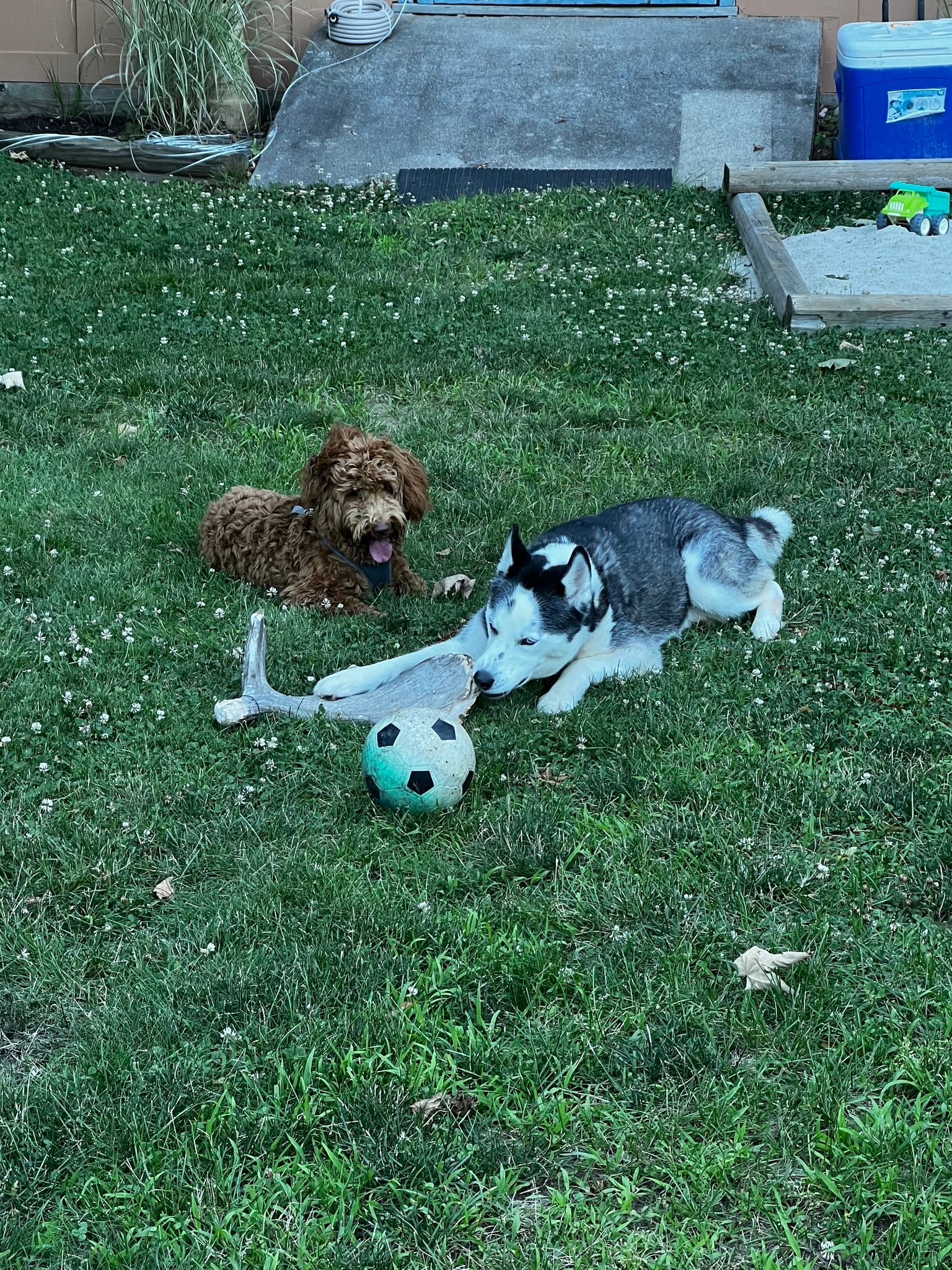 Two dogs playing with a ball